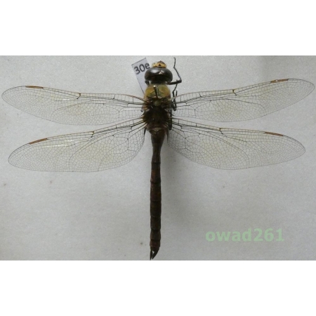 Odonata sp. Poland30e